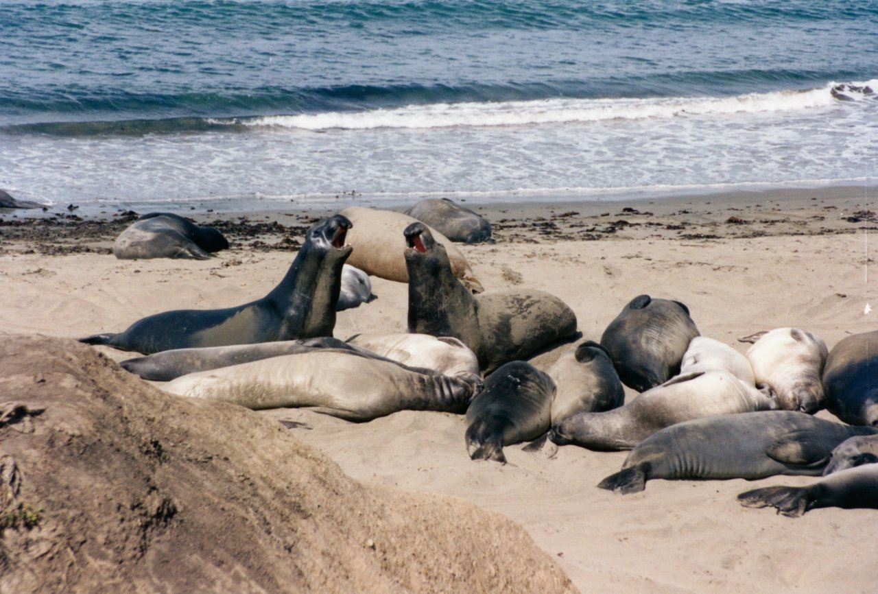 AandM trip up Ca coast- elephant seals 2